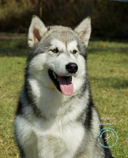 Alaskan Malamute 9R034D-191.JPG